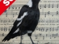 Song-Sung-Blue-Sold1